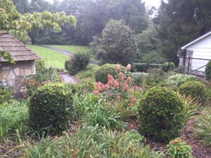 Developing a Cottage Garden