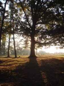 southern red oak sunrise