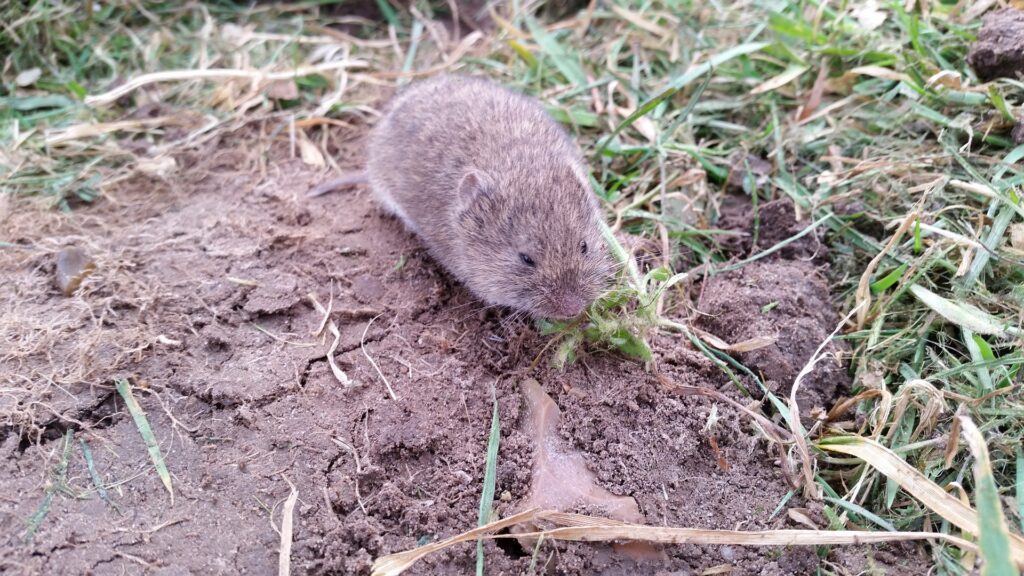 https://henderson.ces.ncsu.edu/wp-content/uploads/2021/04/vole-1024x576.jpeg