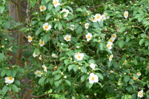 Japanese Stewartia in Bloom