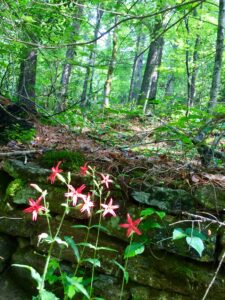 firepinks in the forest