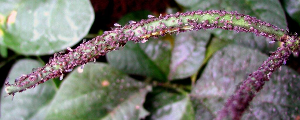 aphids on peas