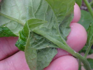 Aphids on tomato