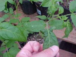 aphids on tomato causing leaf curling
