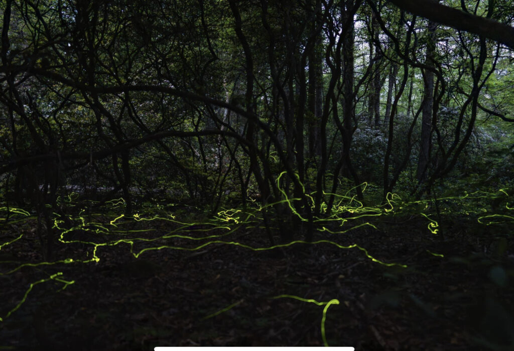 Rare Blue Ghost Fireflies Only Glow in One Part of North America, Nature  and Wildlife