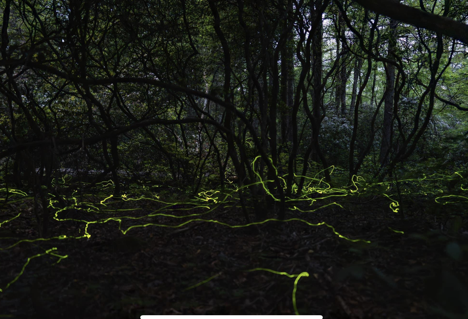 Jen Fraser: Blue Ghost fireflies have a de… - Mastodon 🐘