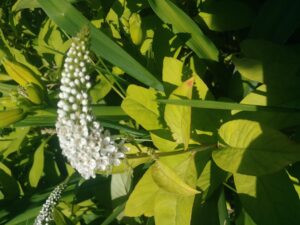 gooseneck loosestrife