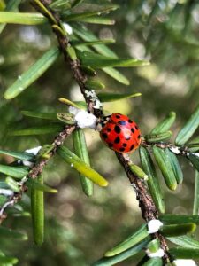 ladybug and hemlock wooly adelgid