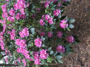 rhododendron in flower