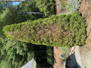 Arborvitae with bagworms