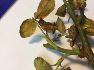 Close up of rust on roses