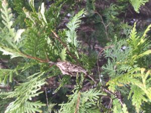 bagworm caterpillar