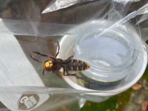 European hornet 