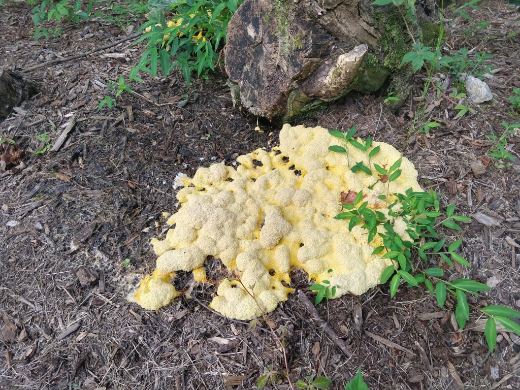 Yellow Slime Mold  New Hampshire Garden Solutions