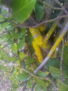 slime mold yellow