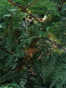 browning needles in cypress tree