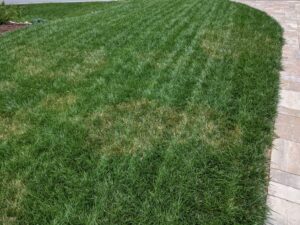 brown patch fungus on fescue