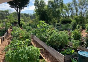 raised beds