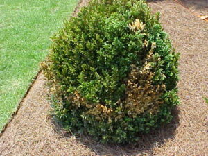 boxwood root rot 