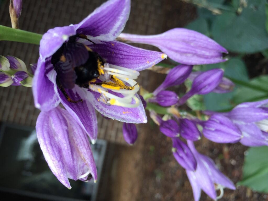 carpenter bee resting in flower