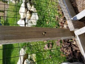 carpenter bee nest in a wooden post