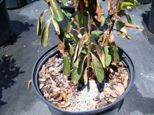 root rot on potted plant