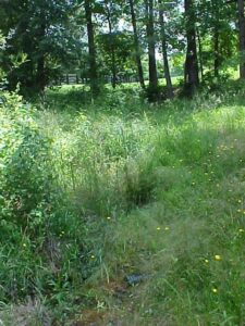 spring head forming wetland