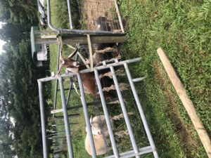 Goats at gate