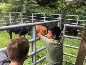 Boy looking through gate