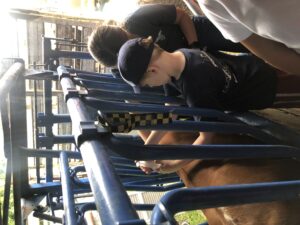 Kids petting livestock