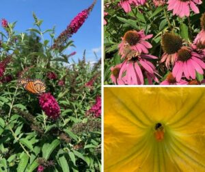 July pollinators