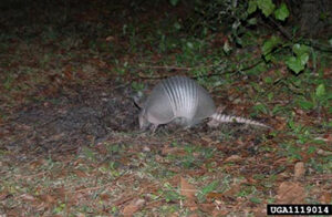 armadillo