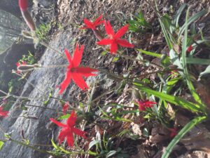 firepink wildflower