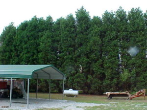 leyland cypress get very tall