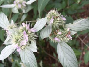 Mountain mint, a great native plant for bees.