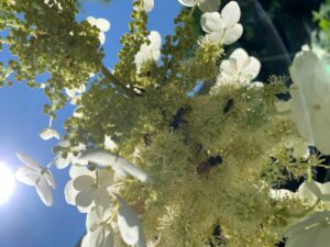 pollinators on oakleaf hydrangea