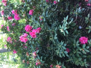 rhododendron