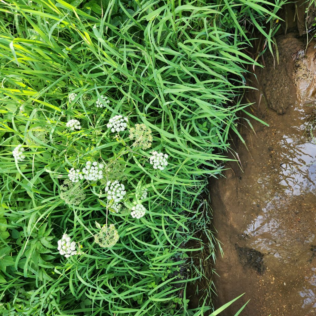 water hemlock