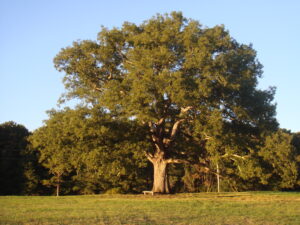 white oak perfect specimen