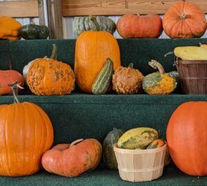 Picture of a mix of gourds and pumpkins