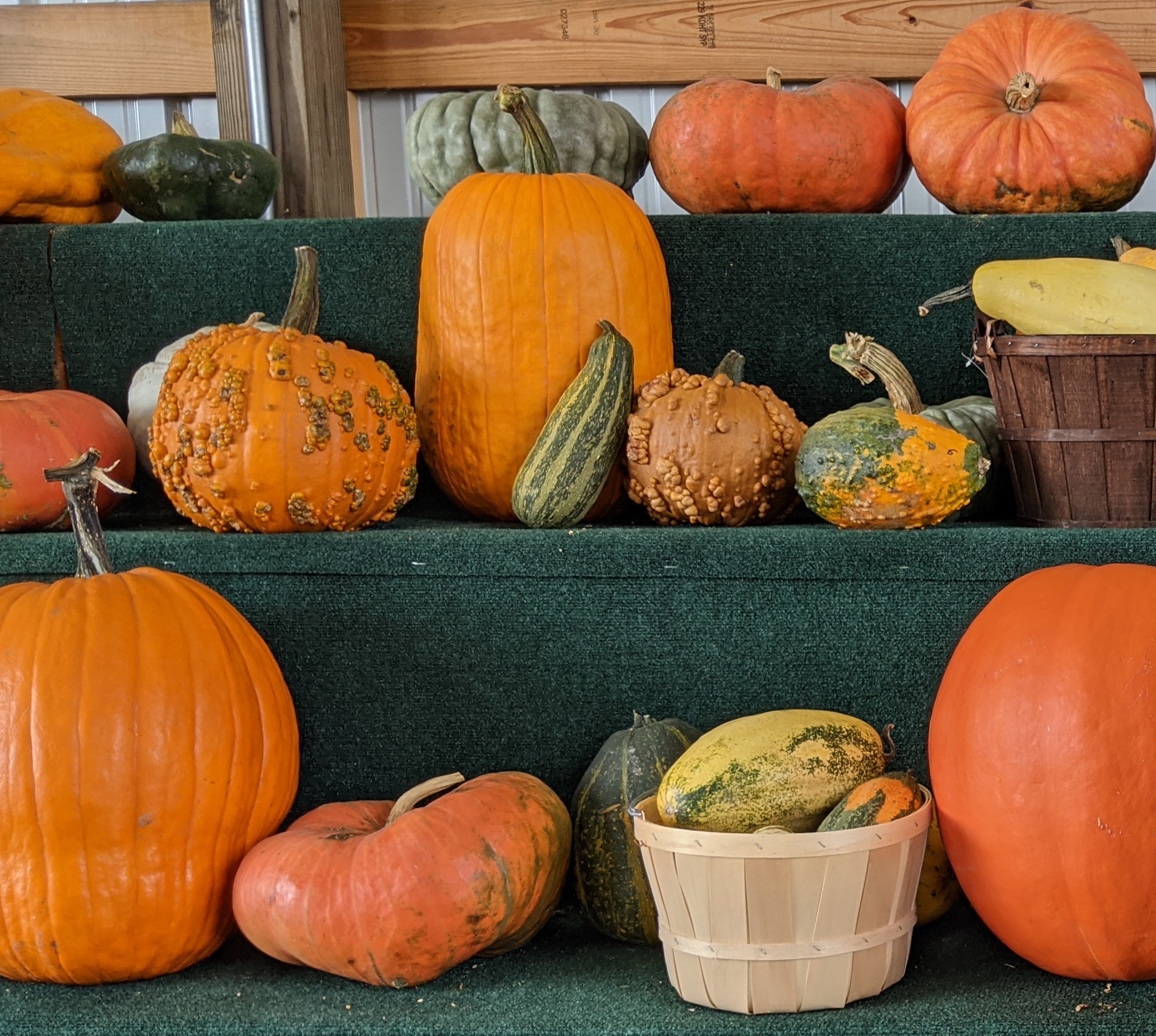 How To Preserve Small Pumpkins And Gourds