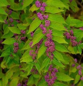 callicarpa