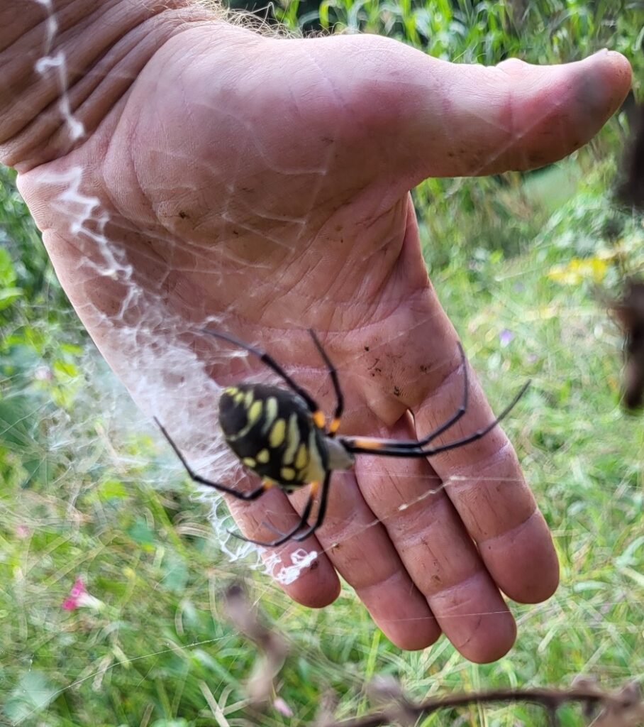 native orb weaver spider