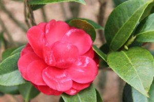 Red Camellia