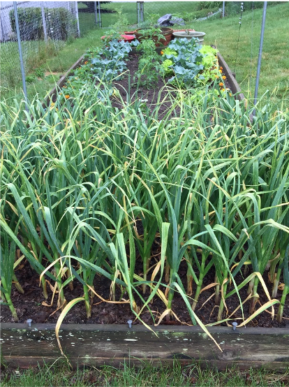 Master Gardener: Tips for successful garlic plants