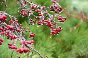 berries of aronia