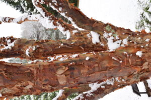 bark of paperbark maple