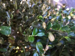 boxwood blight