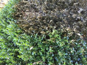 boxwood blight