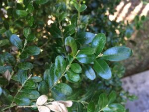 boxwood blight